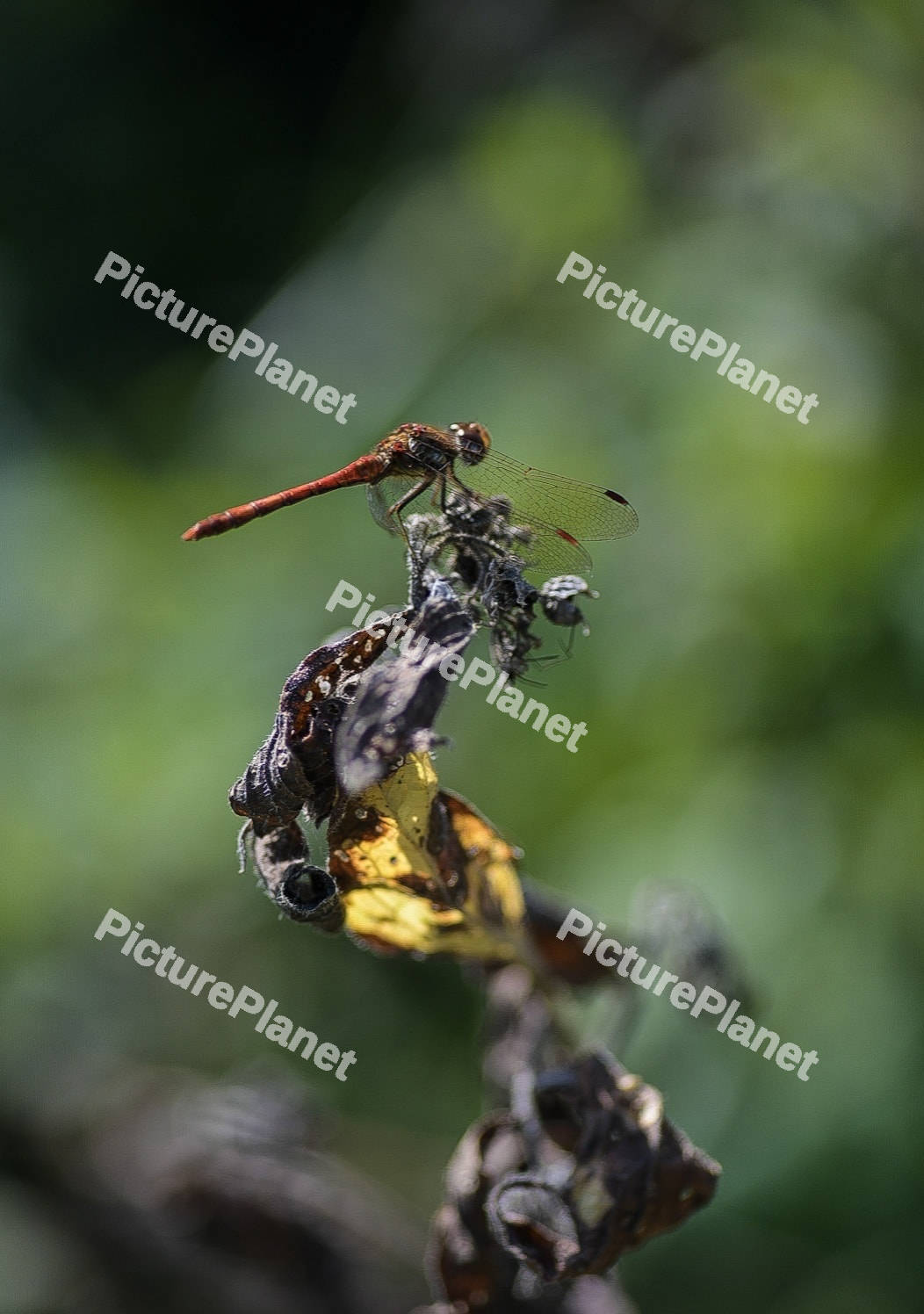 Common Darter